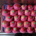 Exported Standard Quality of Fresh Red Qinguan Apple